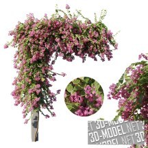 3d-модель Бугенвиллея (Bougainvillea)