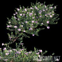 Садовое растение Aussie Rambler
