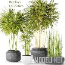 Коллекция бамбука и хвоща