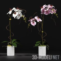 Орхидеи в белых горшках