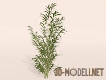 3d-модель Зелень бамбука