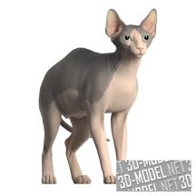 3d-модель Кошка Сфинкс