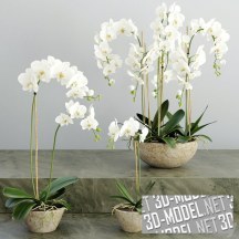 3d-модель Белые орхидеи в горшках