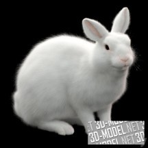3d-модель Белый кролик