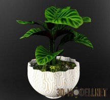 3d-модель Домашнее растение калатея зебрина