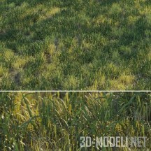3d-модель Лесная трава