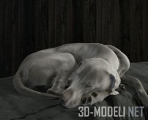 3d-модель Собака Веймаранер