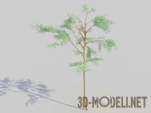 3d-модель Акация