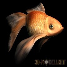 3d-модель Золотая рыбка Low-Poly