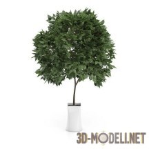 3d-модель Деревце с шарообразной кроной