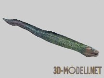 3d-модель Мурена