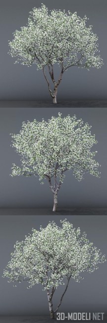 Садовое дерево сакуры