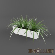 3d-модель Растения в белом ящике