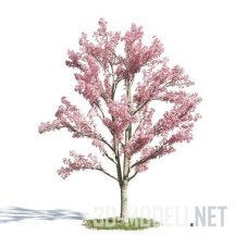 Цветущее дерево Cassia bakeriana