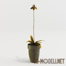 3d-модель Одиночный цветок орхидеи