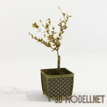 3d-модель Комнатное растение с заостренными листьями