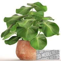 3d-модель Комнатное растение в глиняном горшке