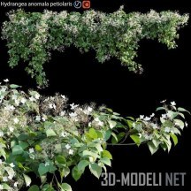 3d-модель Гортензия Hydrangea anomala petiolaris