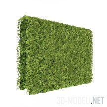 «Зеленая стена» - декоративная зелень