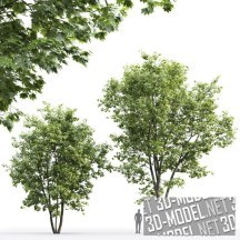 3d-модель Два зеленых кленовых дерева (9,5 и 13,5м)