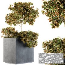 3d-модель Прямоугольный бетонный контейнер с уличными растениями