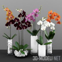 Орхидея фаленопсис разного цвета