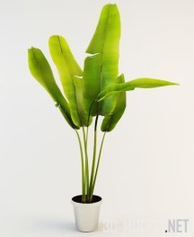 3d-модель Молодое растение банана в горшке
