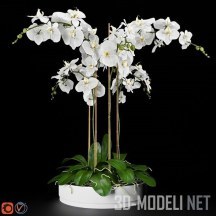 Белые орхидеи (фаленопсис)