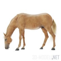 3d-модель Рыжий конь