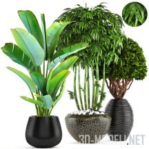 3d-модель Коллекция растений (бамбук, равенала, банан)