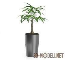 3d-модель Декоративное растение пахира