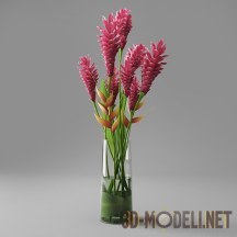 3d-модель Альпиния пурпурная в вазе