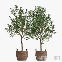 3d-модель Два оливковых деревца в плетеных горшках