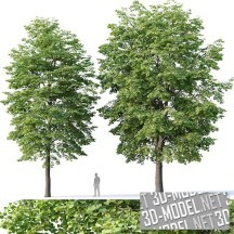 3d-модель Два дерева липы европейской