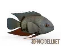3d-модель Аквариумная рыбка