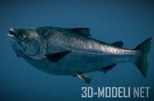 3d-модель Чавыча (Chinook salmon)