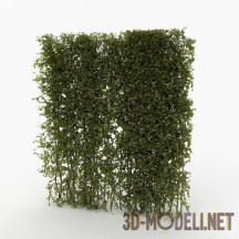 3d-модель Живая зеленая изгородь