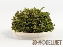 3d-модель Кудрявая зелень в низком горшке