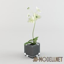 3d-модель Растение с белым цветком
