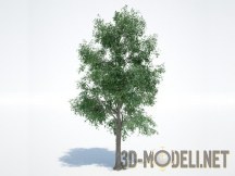 3d-модель Реалистичное дерево