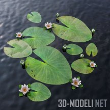 3d-модель Нимфея (водяная лилия) на воде