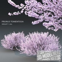 3d-модель Цветущие деревья войлочной вишни