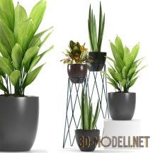 3d-модель Домашние растения на подставках