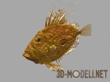 3d-модель Рыба тиляпия
