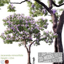 3d-модель Цветущее дерево Jacaranda mimosifolia