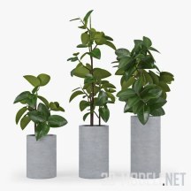 Растение Ficus Elastica