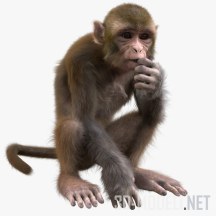 3d-модель Пушистая обезьяна