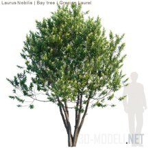 3d-модель Дерево лавр благородный