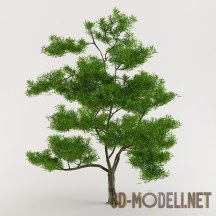 3d-модель Дерево эвкалипта