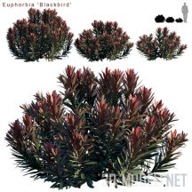 3d-модель Декоративное растение Euphorbia Blackbird